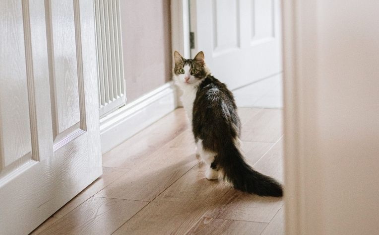 Cat on Laminate Wide Plank Flooring